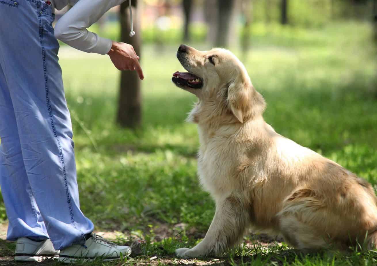 How To Get Your Dog To Listen